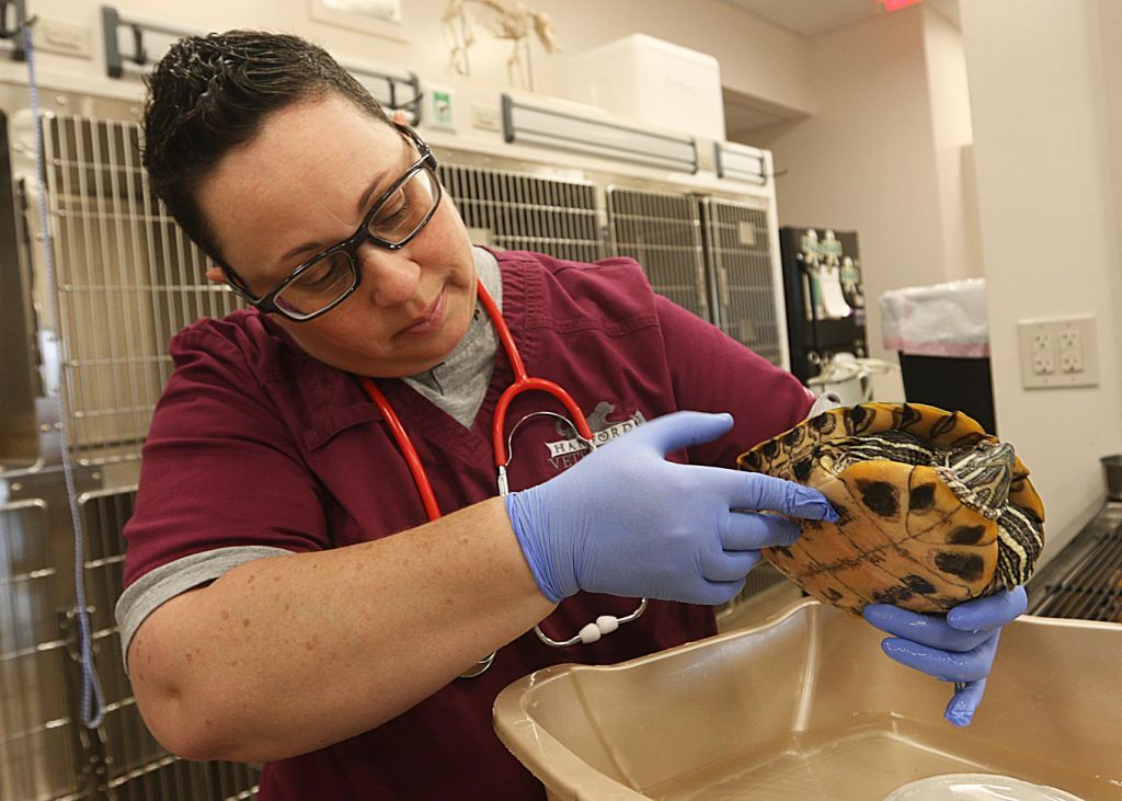 Best Veterinarian: Hanford Veterinary Hospital